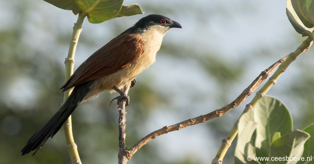 Senegalese spoorkoekoek | Tanji Bird Reserve - Gambia, 14 januari 2025
