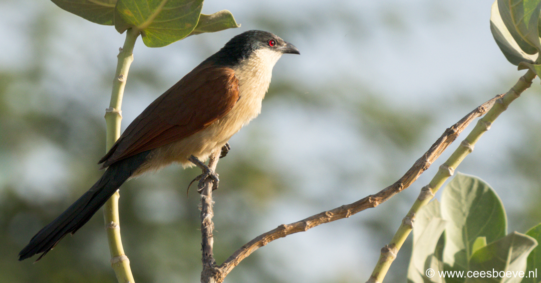 Senegalese spoorkoekoek | Tanji Bird Reserve - Gambia, 14 januari 2025