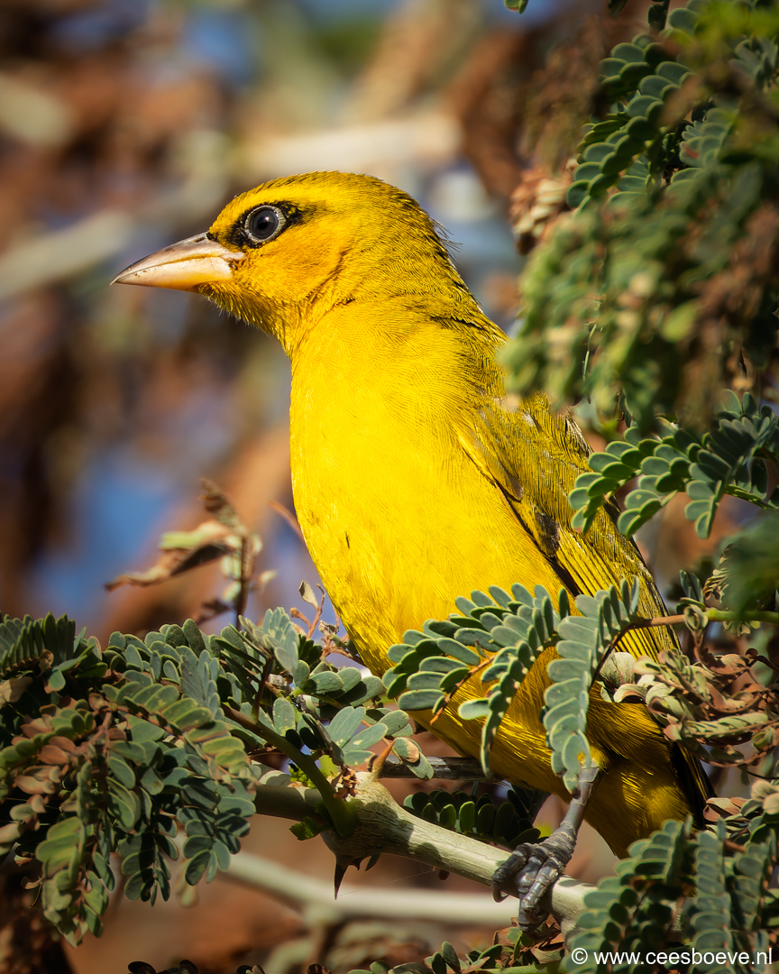 Olijfnekwever | Tanji Bird Reserve - Gambia , 14 januari 2025