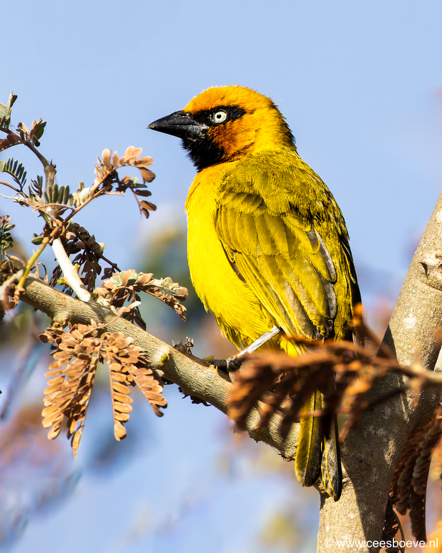 Olijfnekwever | Tanji Bird Reserve - Gambia , 14 januari 2025