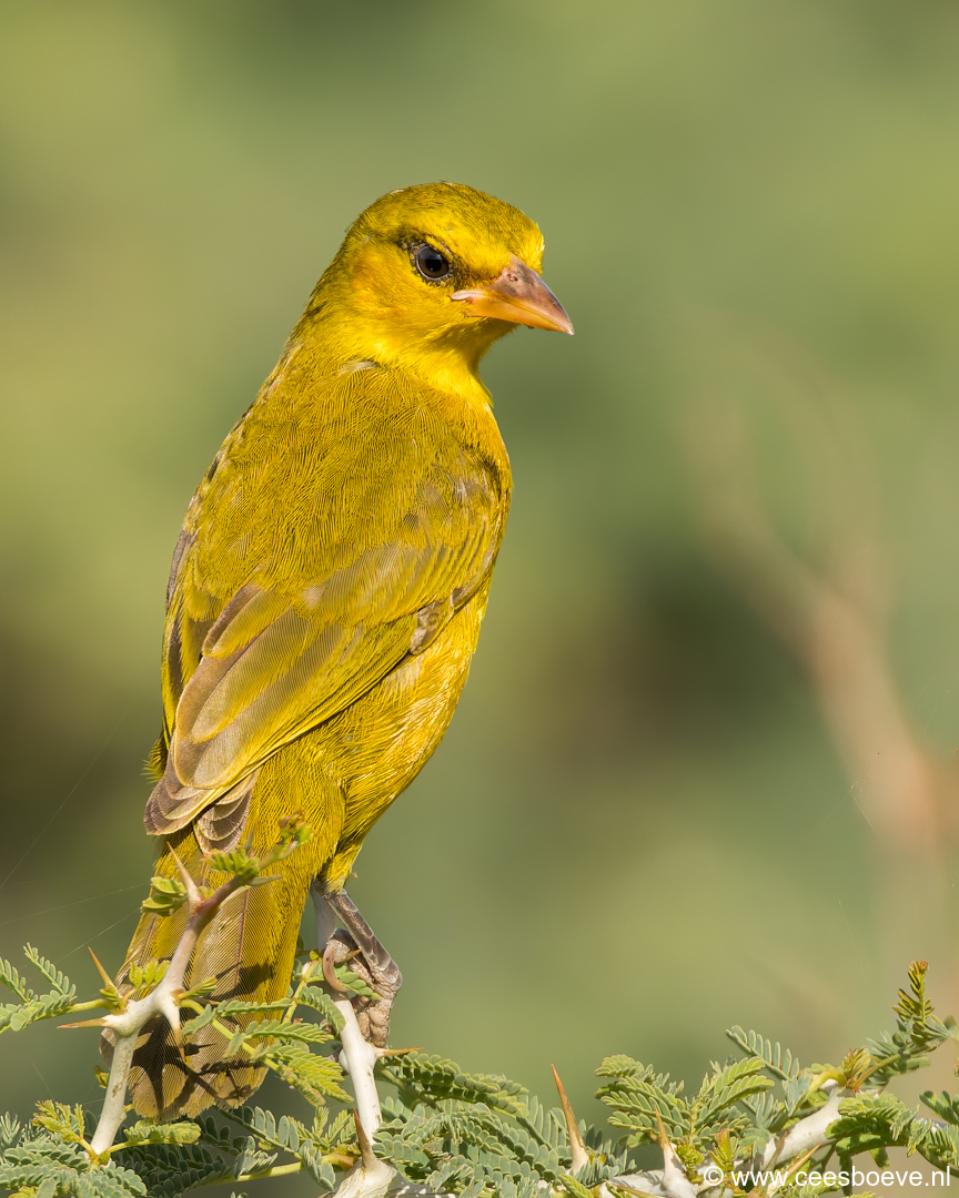 Olijfnekwever | Tanji Bird Reserve - Gambia , 14 januari 2025