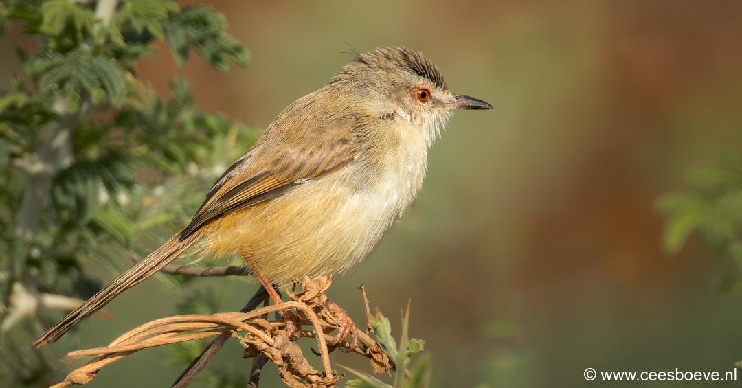 Roestflankprinia | Tanji Bird Reserve - Gambia, 14 januari 2025