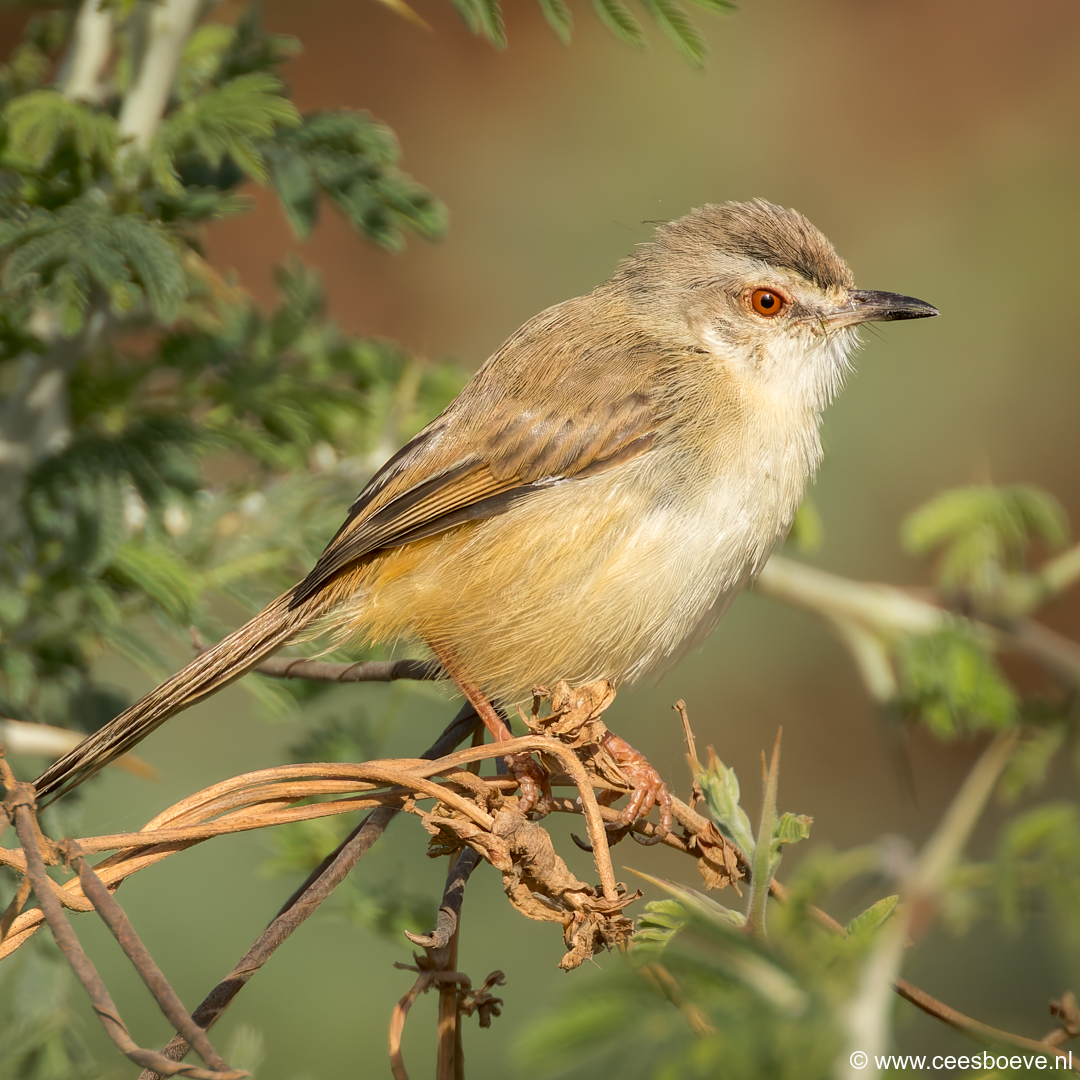 Roestflankprinia | Tanji Bird Reserve - Gambia, 14 januari 2025