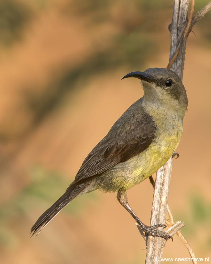 Ornaathoningzuiger ( Vrouwtje) | Tanji Bird Reserve - Gambia, 14 januari 2025