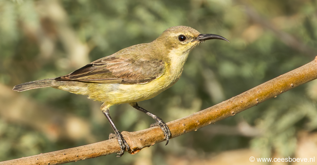 Ornaathoningzuiger ( Vrouwtje) | Tanji Bird Reserve - Gambia, 14 januari 2025