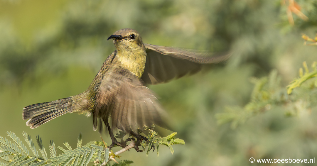 Ornaathoningzuiger ( Vrouwtje) | Tanji Bird Reserve - Gambia, 14 januari 2025