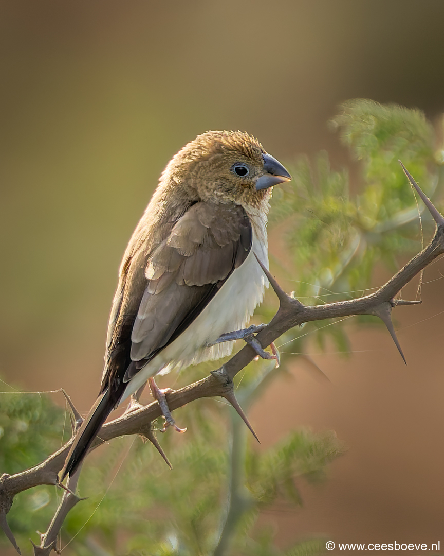 Zilverbekje | Tanji Bird Reserve - Gambia, 14 januari2025