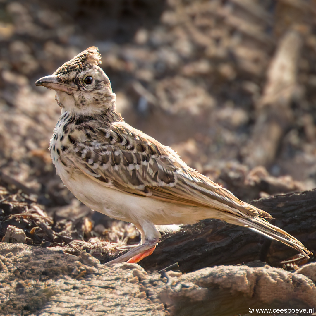 Kuifleeuwerik | Kotu Creek - Gambia, 14 januari 2025