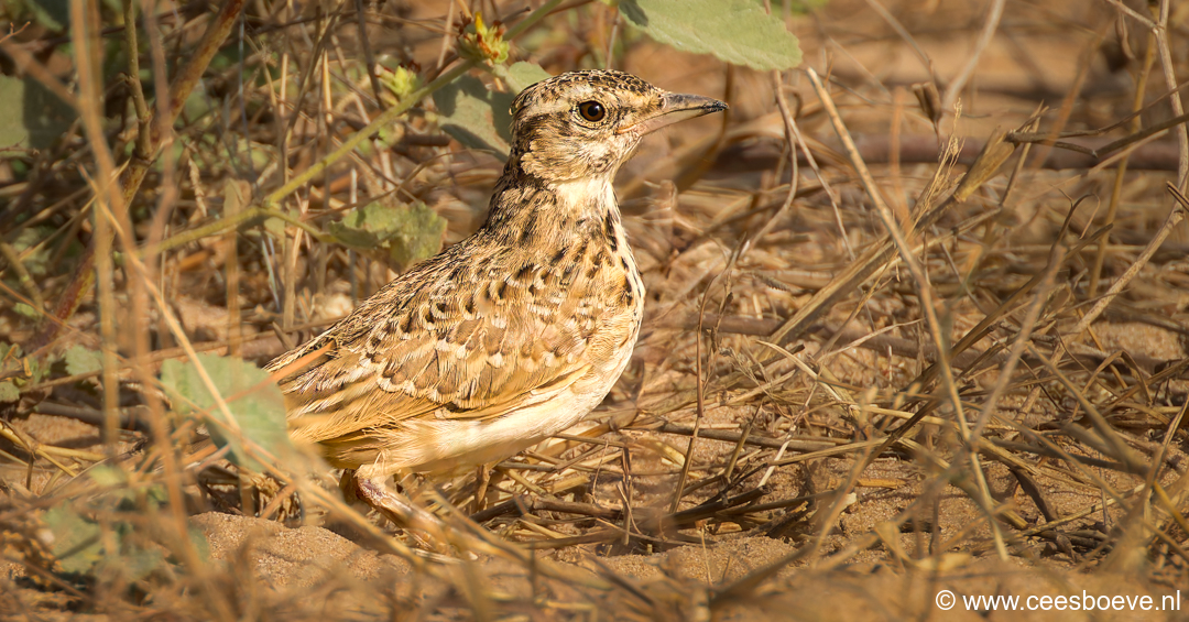 Kuifleeuwerik | Kotu Creek - Gambia, 14 januari 2025