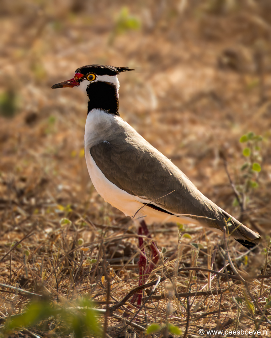 Zwartkopkievit | Tanji Bird Reserve - Gambia, 14 januari 2025