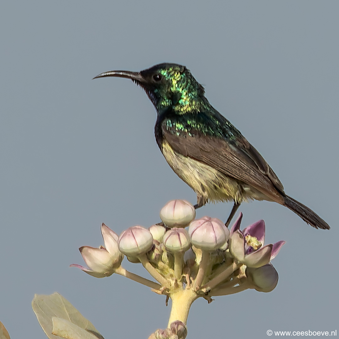 Ornaathoningzuiger | Tanji Bird Reserve - Gambia, 14 januari 2025