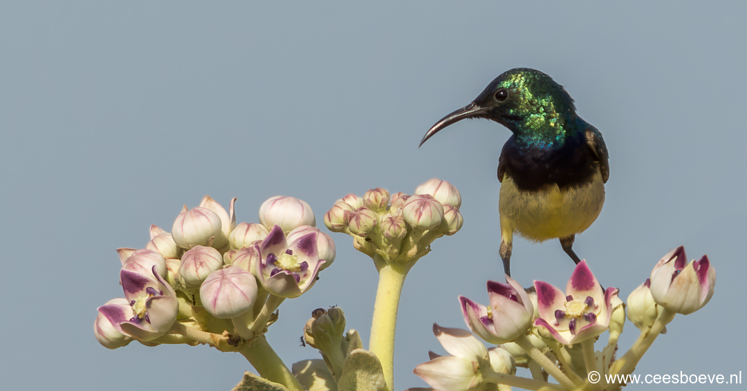 Ornaathoningzuiger | Tanji Bird Reserve - Gambia, 14 januari 2025