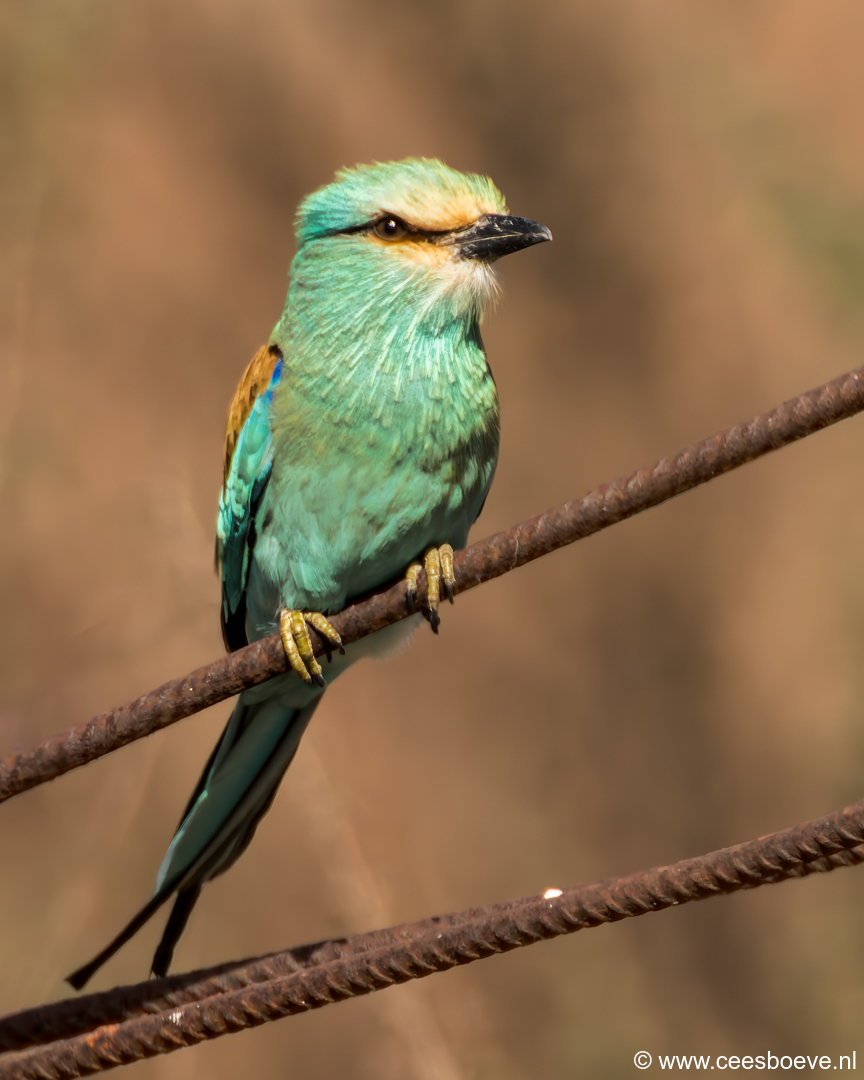 Sahelscharrelaar | Tanji Bird Reserve - Gambia, 14 januari 2025