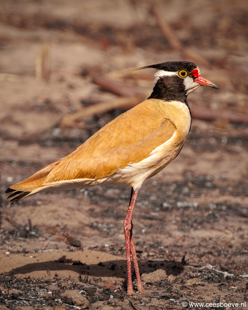 Zwartkopkievit | Tanji Bird Reserve - Gambia, 14 januari 2025