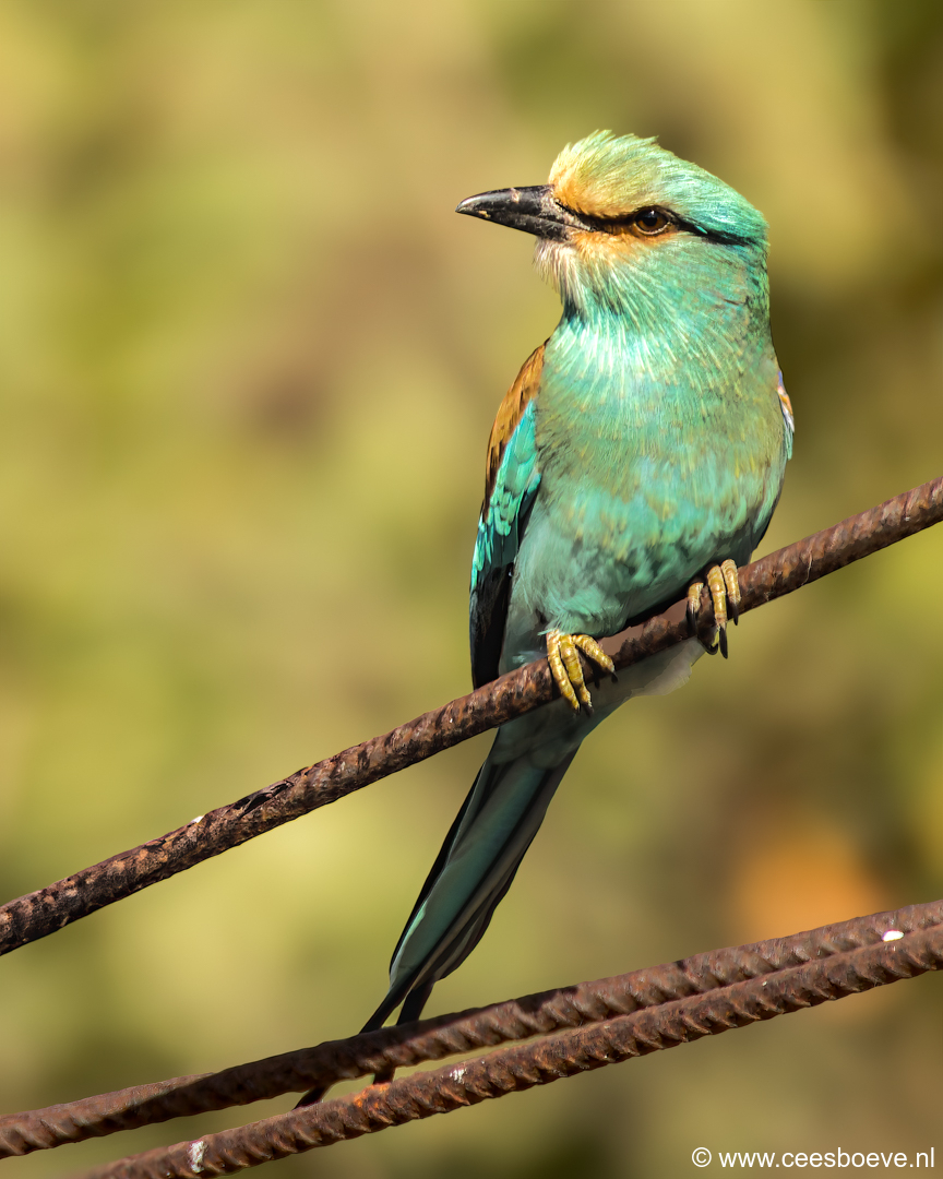 Sahelscharrelaar | Tanji Bird Reserve - Gambia, 14 januari 2025