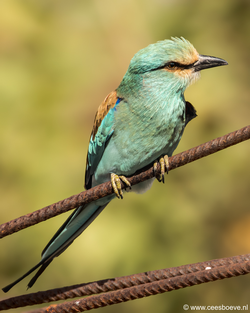 Sahelscharrelaar | Tanji Bird Reserve - Gambia, 14 januari 2025