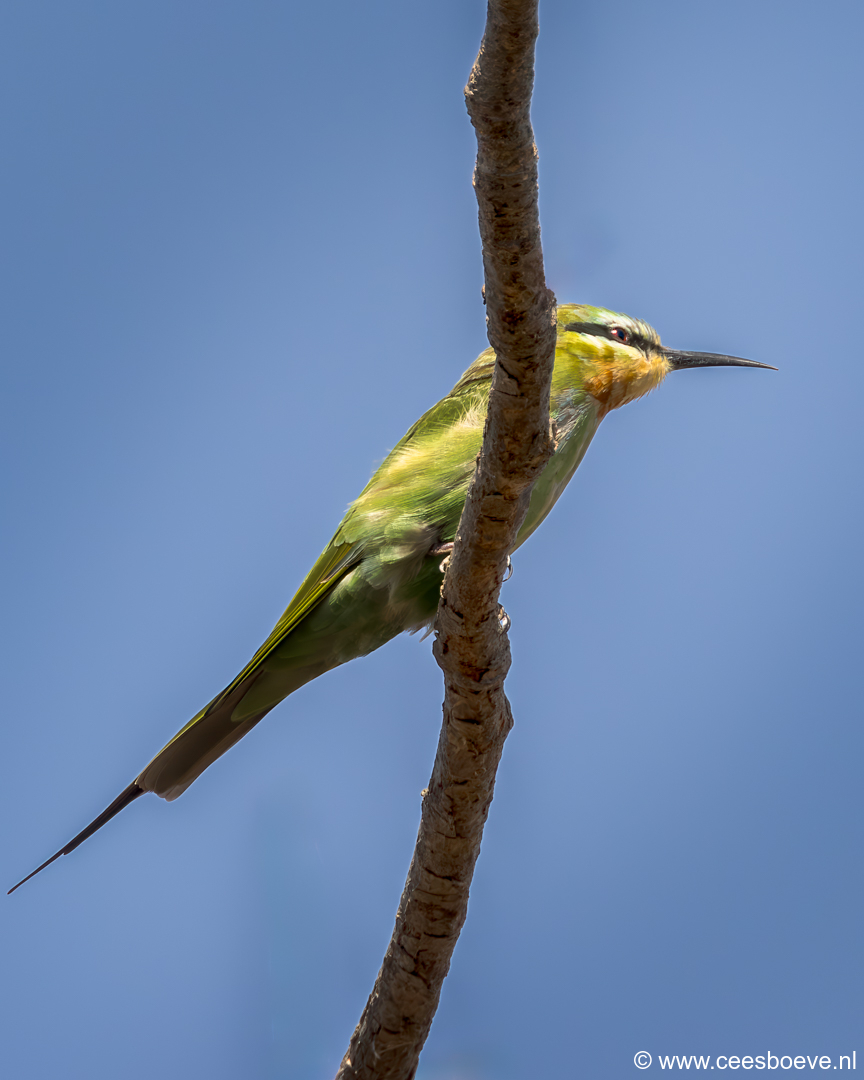 Groene bijeneter | Tanji Bird Reserve - Gambia, 14 januari 2025