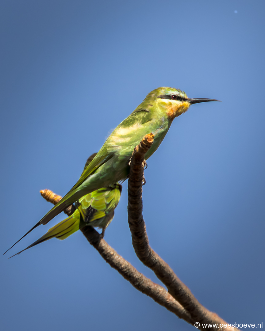Groene bijeneter | Tanji Bird Reserve - Gambia, 14 januari 2025