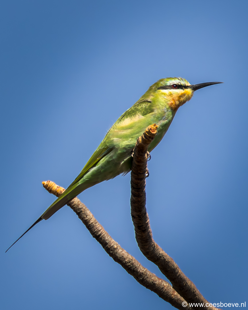Groene bijeneter | Tanji Bird Reserve - Gambia, 14 januari 2025