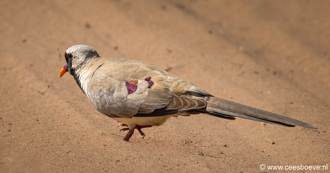 Maskerduif | Tanji Bird Reserve - Gambia, 14 januari 2025