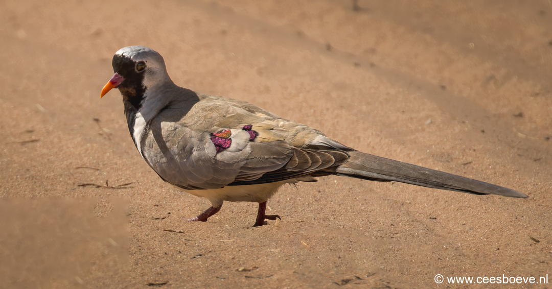 Maskerduif | Tanji Bird Reserve - Gambia, 14 januari 2025