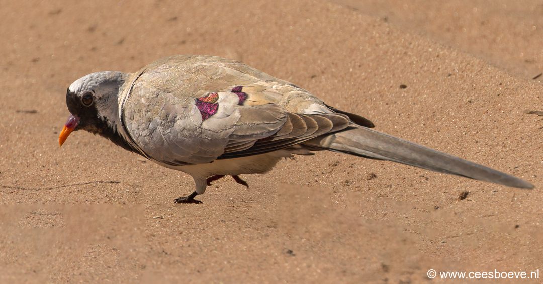 Maskerduif | Tanji Bird Reserve - Gambia, 14 januari 2025