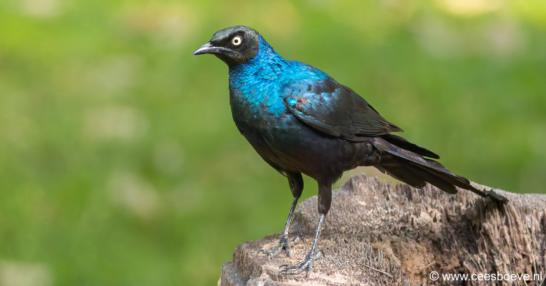 Groene langstaartglansspreeuw | Senegambia - Gambia, 15 januari 2025