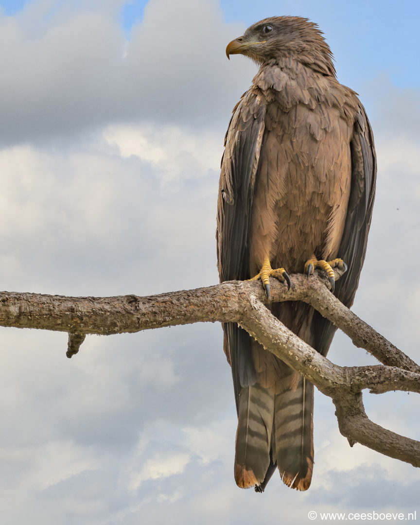 Zwarte wouw | Senegambia - Gambia, 16 januari 2025