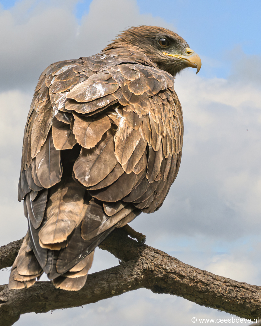 Zwarte wouw | Senegambia - Gambia, 16 januari 2025