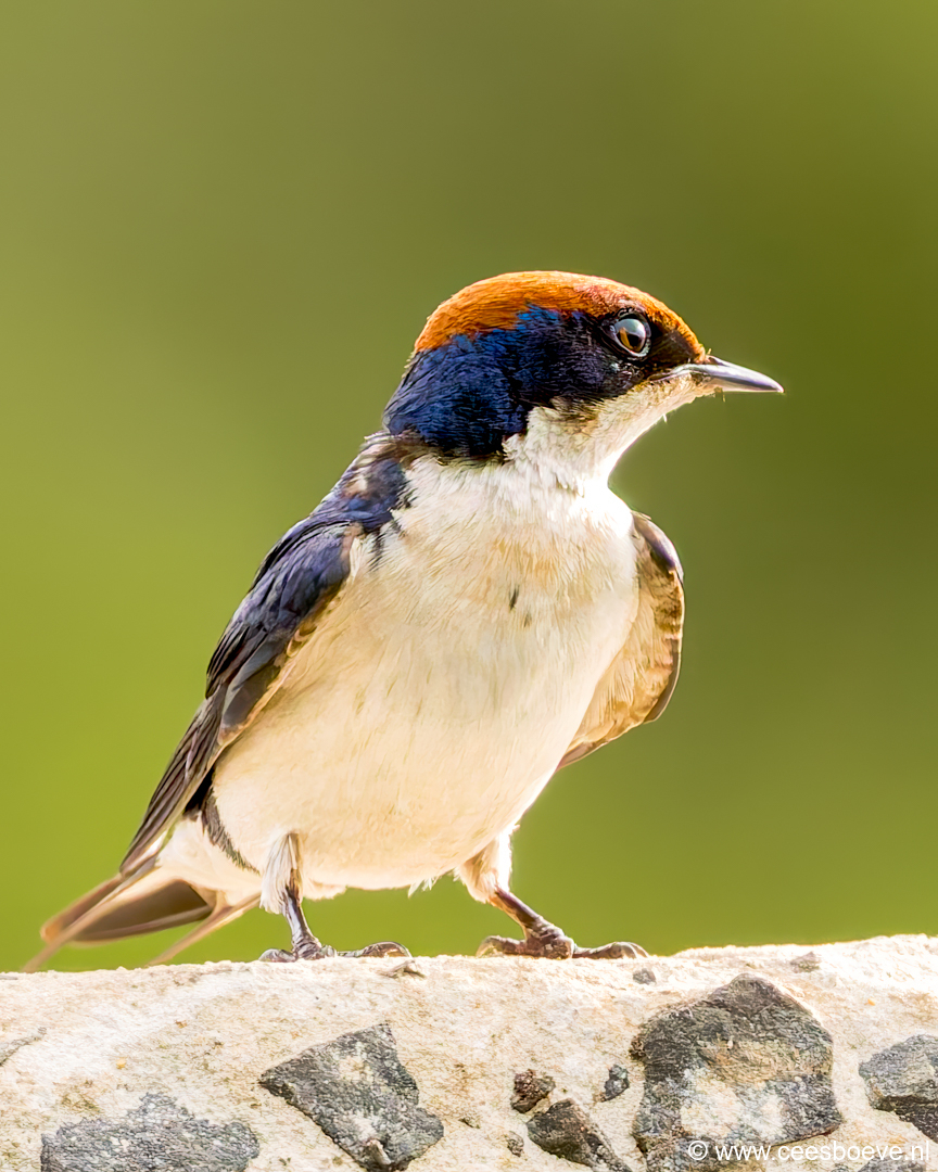Roodkruinzwaluw | Kotu Creek -  Gambia, 16 januari 2025