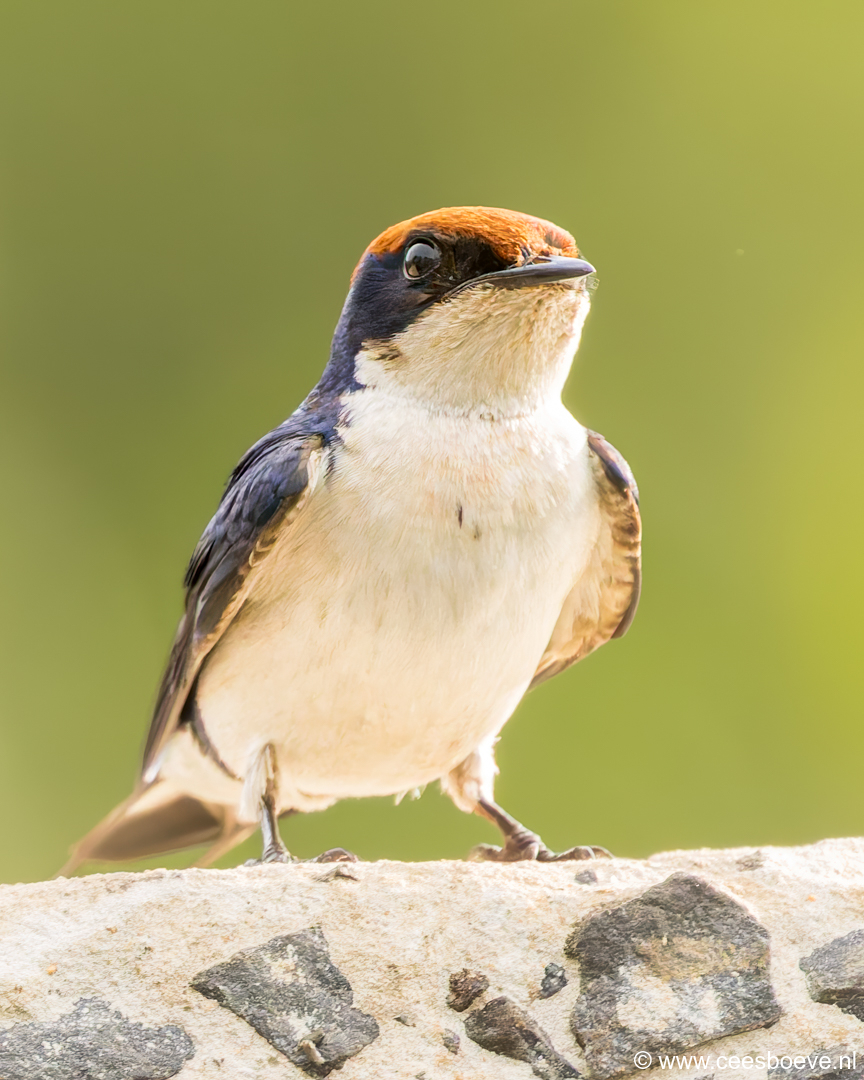 Roodkruinzwaluw | Kotu Creek -  Gambia, 16 januari 2025