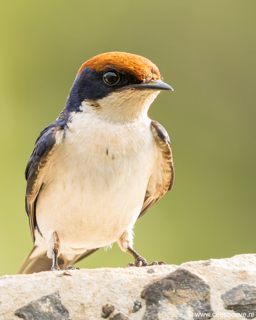 Roodkruinzwaluw | Kotu Creek -  Gambia, 16 januari 2025