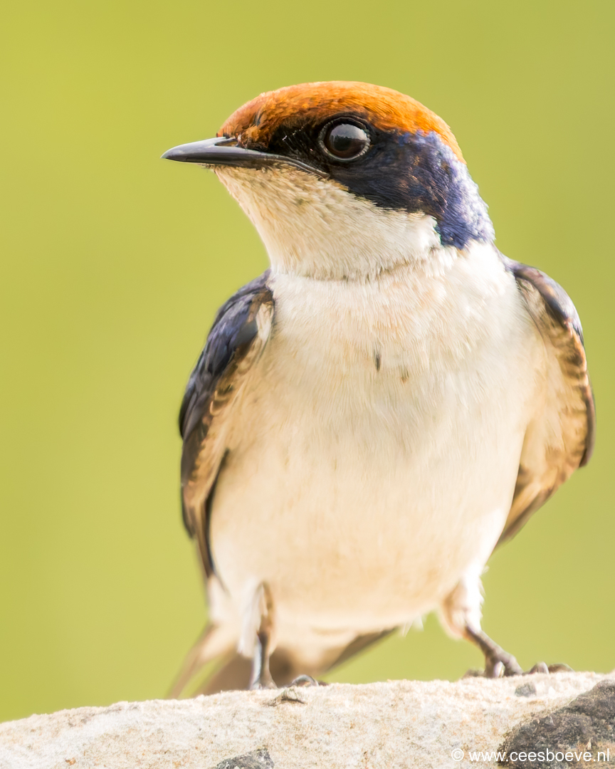 Roodkruinzwaluw | Kotu Creek -  Gambia, 16 januari 2025