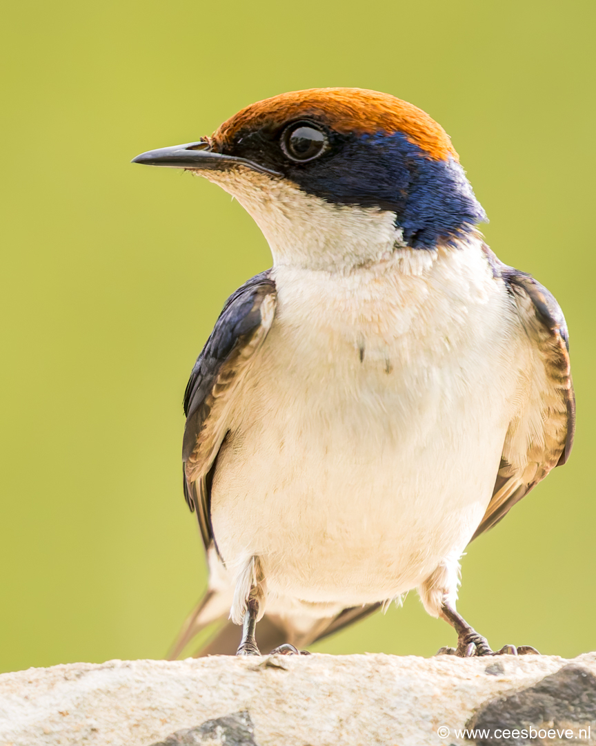 Roodkruinzwaluw | Kotu Creek -  Gambia, 16 januari 2025