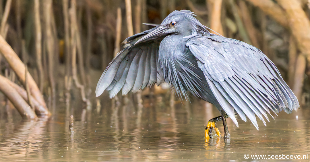 Zwarte reiger - Paraplureiger | Kotu Creek - Gambia, 16 januari 2025