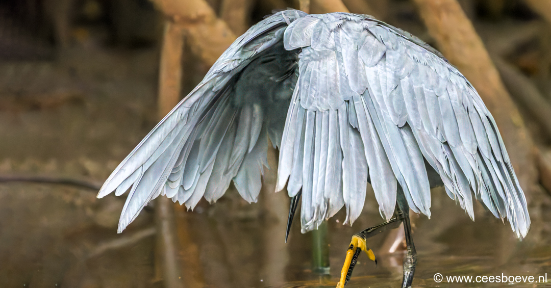 Zwarte reiger - Paraplureiger | Kotu Creek - Gambia, 16 januari 2025