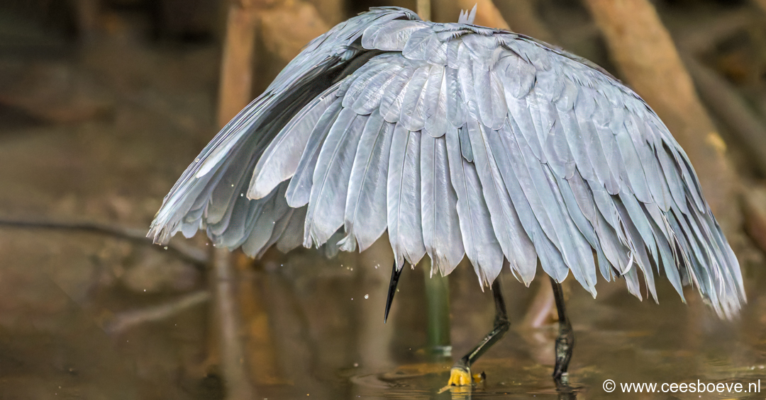 Zwarte reiger - Paraplureiger | Kotu Creek - Gambia, 16 januari 2025