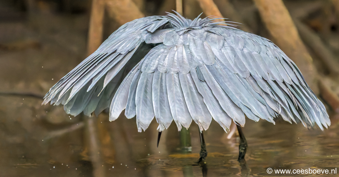Zwarte reiger - Paraplureiger | Kotu Creek - Gambia, 16 januari 2025