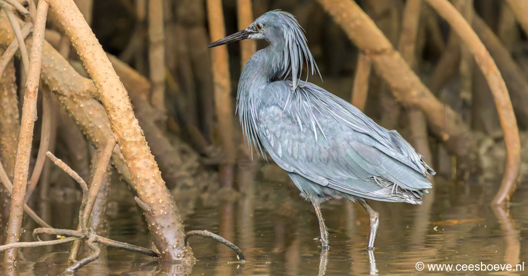 Zwarte reiger - Paraplureiger | Kotu Creek - Gambia, 16 januari 2025