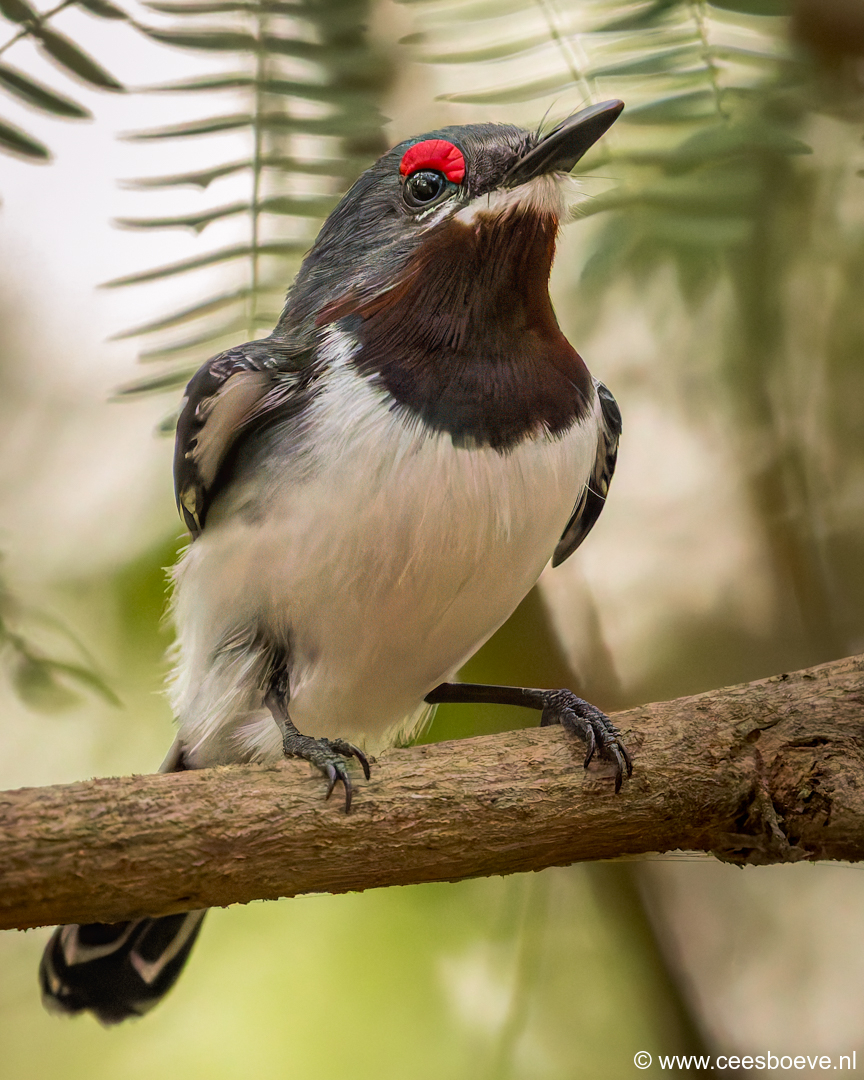 Bruinkeellelvliegenvanger | Kotu Creek - Gambia, 16 januari 2025