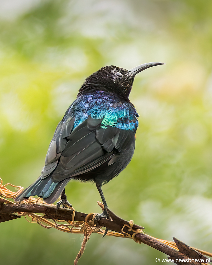 Roodbuikhoningzuiger | Senegambia - Gambia, 17 januari 2025