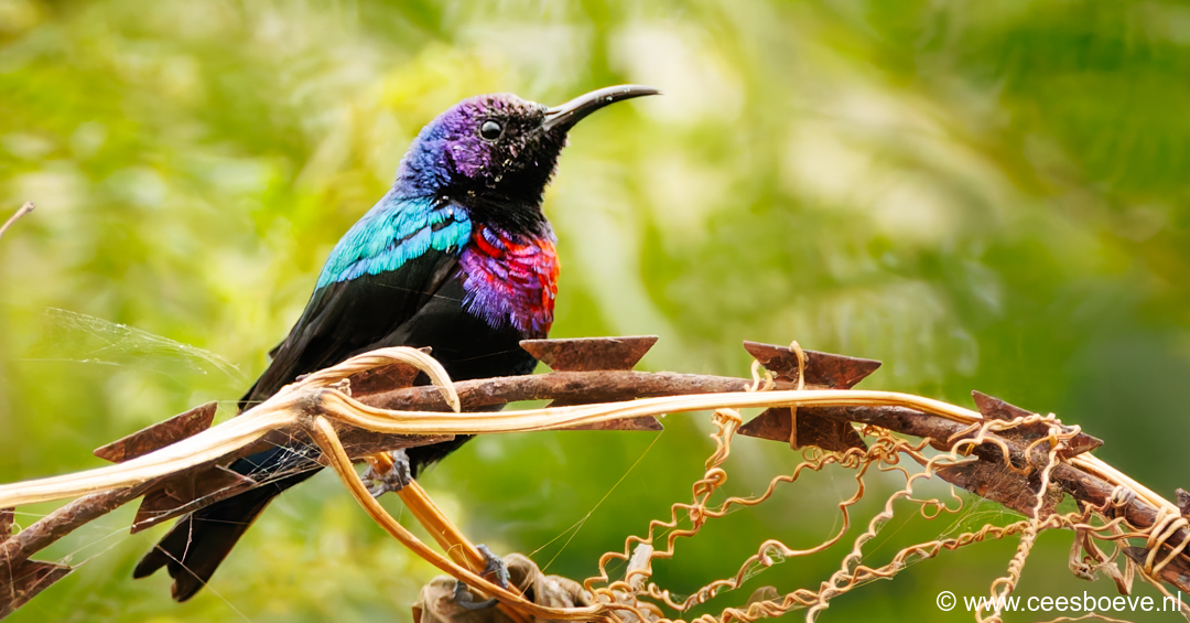 Roodbuikhoningzuiger | Senegambia - Gambia, 17 januari 2025