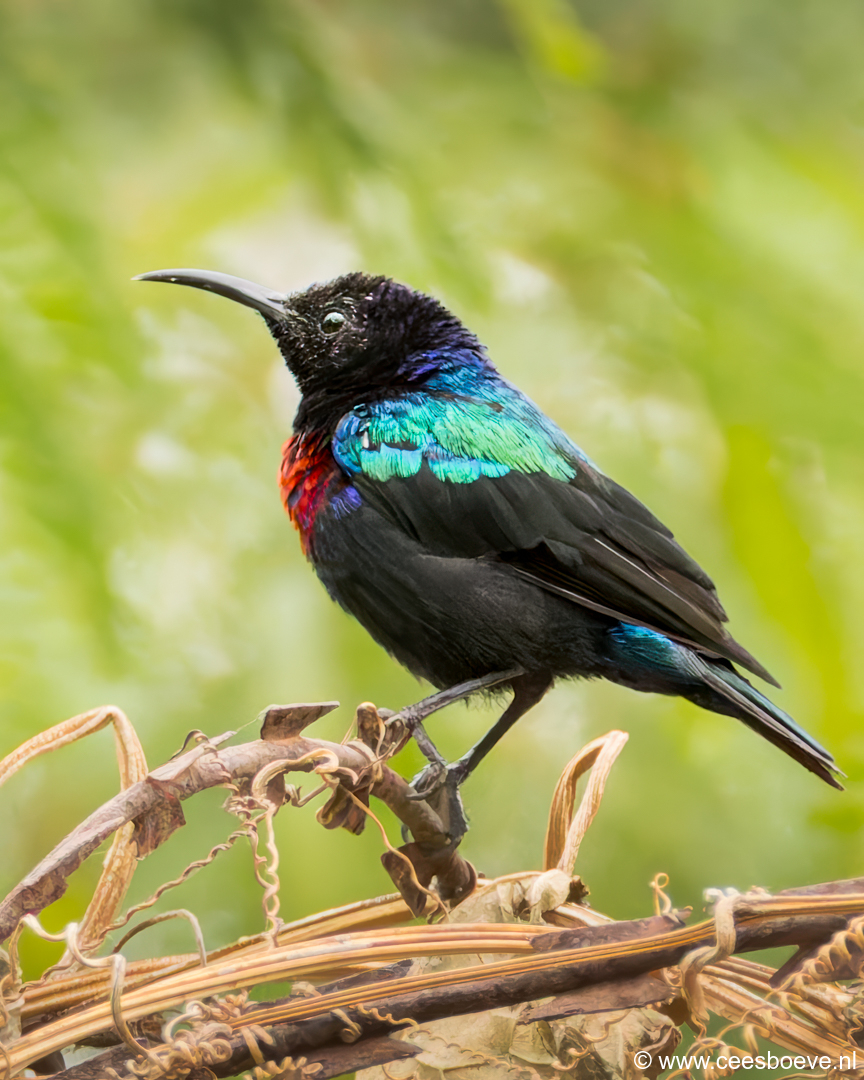 Roodbuikhoningzuiger | Senegambia - Gambia, 17 januari 2025