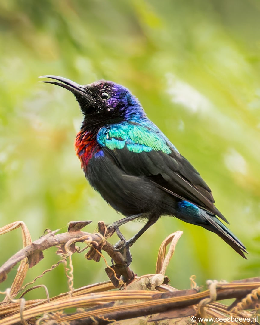 Roodbuikhoningzuiger | Senegambia - Gambia, 17 januari 2025