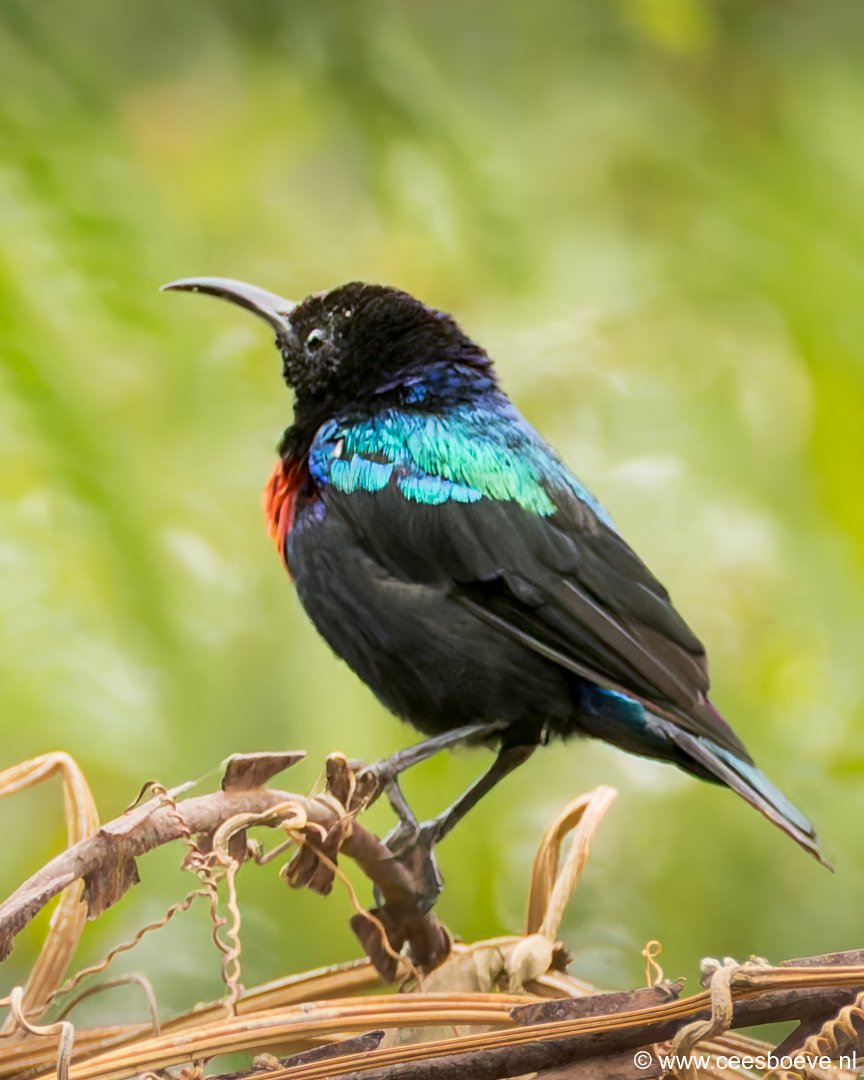 Roodbuikhoningzuiger | Senegambia - Gambia, 17 januari 2025