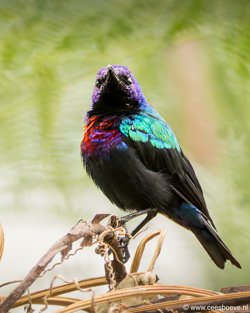 Roodbuikhoningzuiger | Senegambia - Gambia, 17 januari 2025