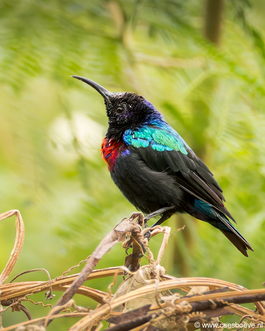 Roodbuikhoningzuiger | Senegambia - Gambia, 17 januari 2025