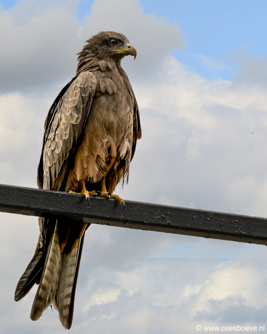 Zwarte wouw | Senegambia - Gambia, 17 januari 2025