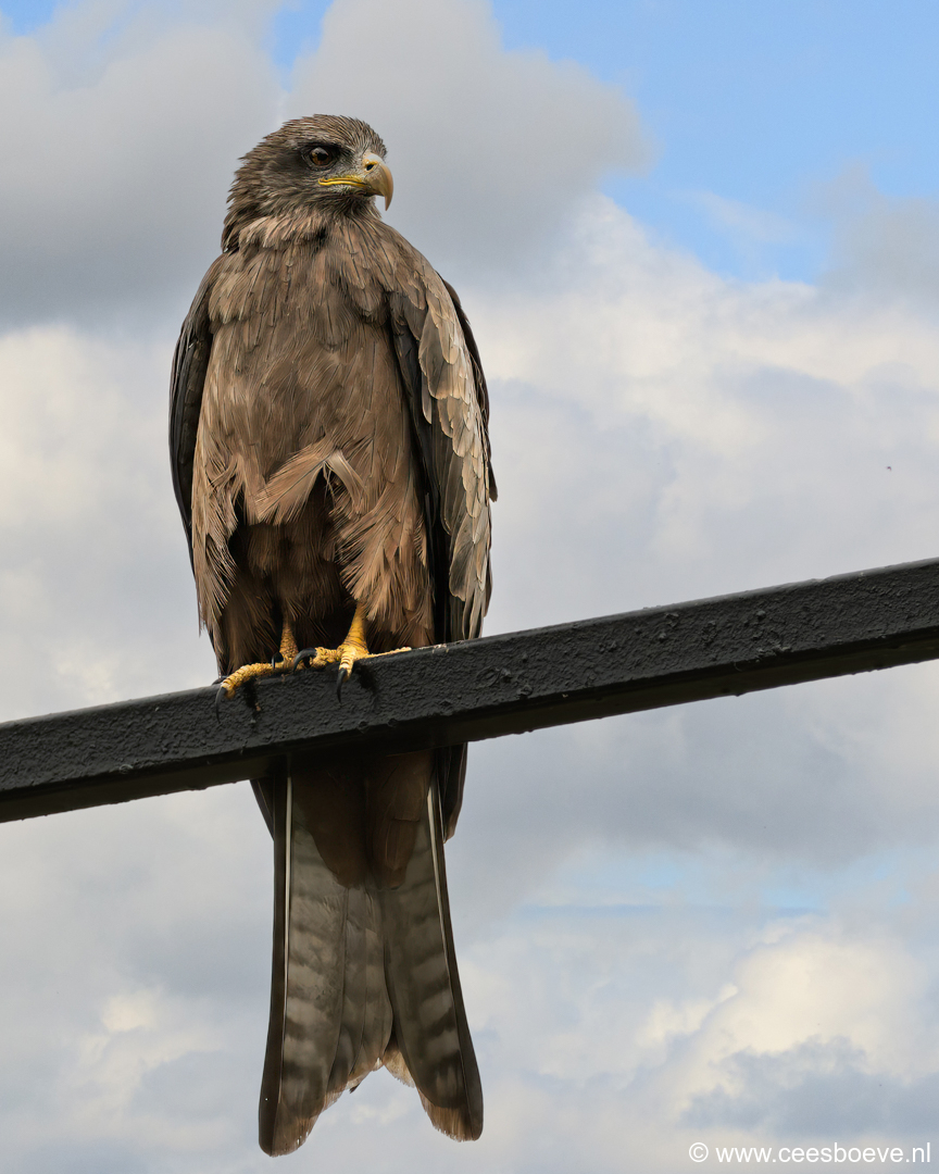 Zwarte wouw | Senegambia - Gambia, 17 januari 2025