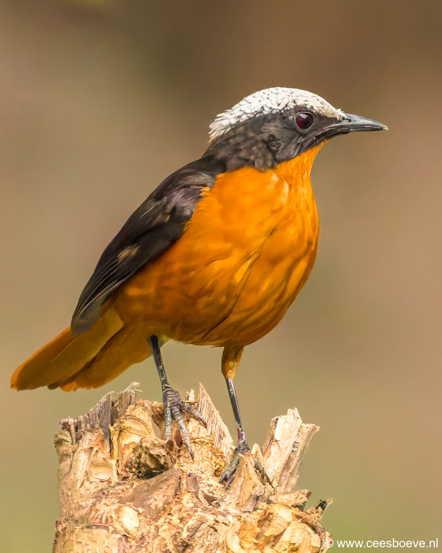 Schubkaplawaaimaker | Senegambia - Gambia , 17 januari 2025